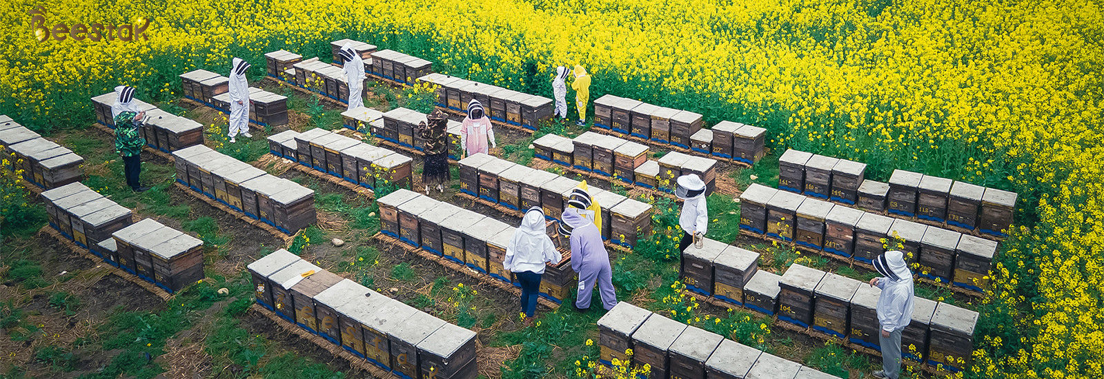 品質 自然な蜂の蜂蜜 工場