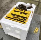 プラスチック合う繁殖箱の養蜂の女王の養育