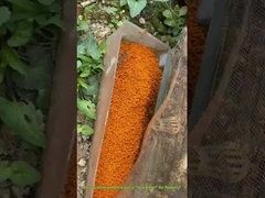 大粒の強姦花粉 ミツバチの花粉