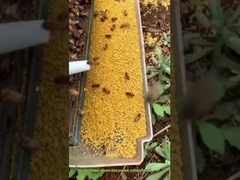 ミツバチ花粉がどこから来るか知っていますか？それはミツバチが花から「運び出す」宝物なんです！