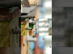 天然の10HDA 有機 新鮮な王玉 純正な王玉 健康のために