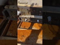 2025 熱売り 高品質の大粒子の純蜜蜂花粉