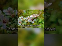 自然蜂蜜 250g 有機純生蜂蜜 マヌカ蜂蜜 ニュージーランド産 自然蜂蜜