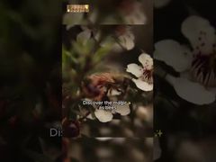 500g UMF10+ 純マヌカ蜂蜜 マヌカ天然蜂蜜 純生蜂蜜