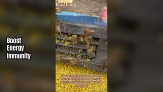 花粉パウダーが免疫力とエネルギーを高める