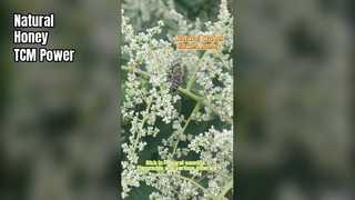 純粋な武北花蜂蜜の天然 TCM の利点