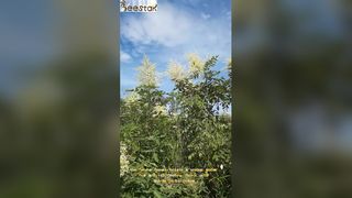 中国の武北の野生森林から採取され、独特の琥珀色とほのかなハーブの豊かでまろやかな風味が特徴です。