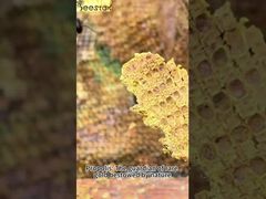 プロポリスは「紫の金」とも呼ばれ、非常に希少です。