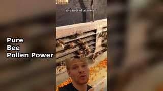 純粋な天然蜂花粉スーパーフード、あなたの健康を守りましょう