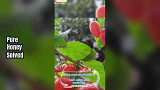 無濾過クコ蜂蜜 - オーガニッククコ蜂蜜、添加物や保存料不使用