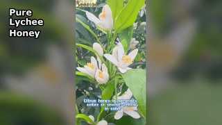 ピュア シトラス ハニー ネイチャー スイート トレジャー