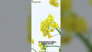 Spring limited edition, freshly picked! rapeseed pollen