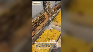 ミツバチの足から花粉がどのように落ちるか知っていますか？