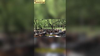 養蜂場は完璧な調和の光景を見せてくれます。
