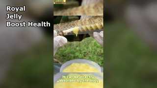 天然ローヤルゼリーが免疫力とエネルギーを高める