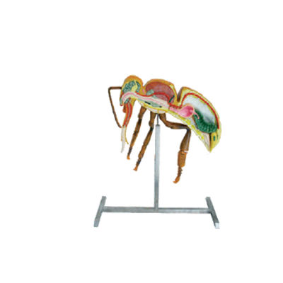 Apicultureは養蜂装置60cm 110cmの高さの蜂の解剖学モデルに用具を使う